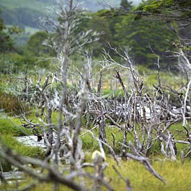 Biodiversity as a natural resource