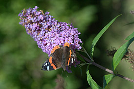 Buddleia was introduced to Europe about one hundred years ago from China and has been cultivated since then.