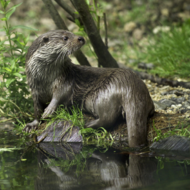 European Otters (<i>Lutra lutra</i>)