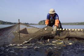Fischereibetrieb Fischereibetrieb</i>)