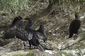 Kormoran (<i>Phalacrocorax carbo</i>) Forscher schlagen einen neuen Aktionsplan vor, um den Konflikt um den Kormoran (<i>Phalacrocorax carbo</i>) zu schlichten.