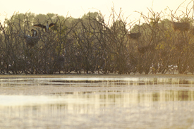 Kormoran-Brutstätten Modellrechnungen haben ergeben, dass es effektiver ist, die Brutmöglichkeiten für die Kormorane zu reduzieren als Tiere abzuschießen.