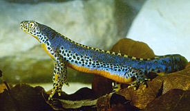 During the mating season early in the year, the males of the Alpine newt (Mesotriton alpestris) exhibit blue colouring on their backs.