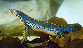 Der Bergmolch (Mesotriton alpestris) ist die einzige bekannte Schwanzlurchart mit mehr als einen MHC-II-Lokus. Der Bergmolch (Mesotriton alpestris) ist die einzige bekannte Schwanzlurchart mit mehr als einen MHC-II-Lokus.