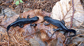 Während der Paarungszeit im Frühjahr fallen die Männchen des Bergmolches (Mesotriton alpestris) durch eine besonders kräftige blaue Zeichnung auf. 