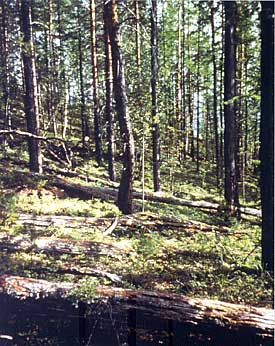 Evgeniy Kolesnikov photographed the same place 60 years later. The fallen trunks are still there, with the taiga growing in between them.