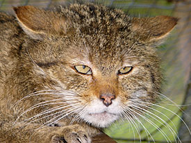 European Wild Cat 