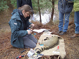 Nina Klar put a transmitter to an anaesthetized wildcat to monitor the moving patters. Nina Klar put a transmitter to an anaesthetized wildcat to monitor the moving patters.