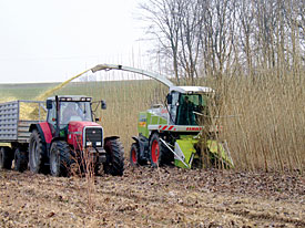 Pappelernte – drei Jahre nach dem Anlegen der Plantage