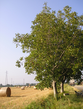 Juglans regia