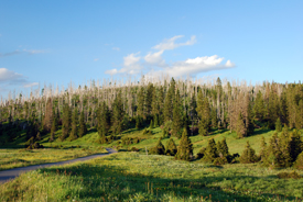 Common spruce