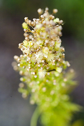 Kanadische Berufkraut (Conyza canadensis) Kanadische Berufkraut (Conyza canadensis)