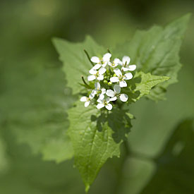 Knoblauchsrauke (Alliaria petiolata) Knoblauchsrauke (Alliaria petiolata)
