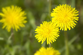 Löwenzahn (Taraxacum spec.) Löwenzahn (Taraxacum spec.)