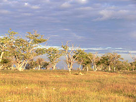 Etosha-Nationalpark im Norden Namibias