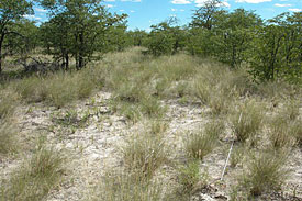 Die 500 mal 500 Meter große Versuchsfläche im Etosha-Nationalpark