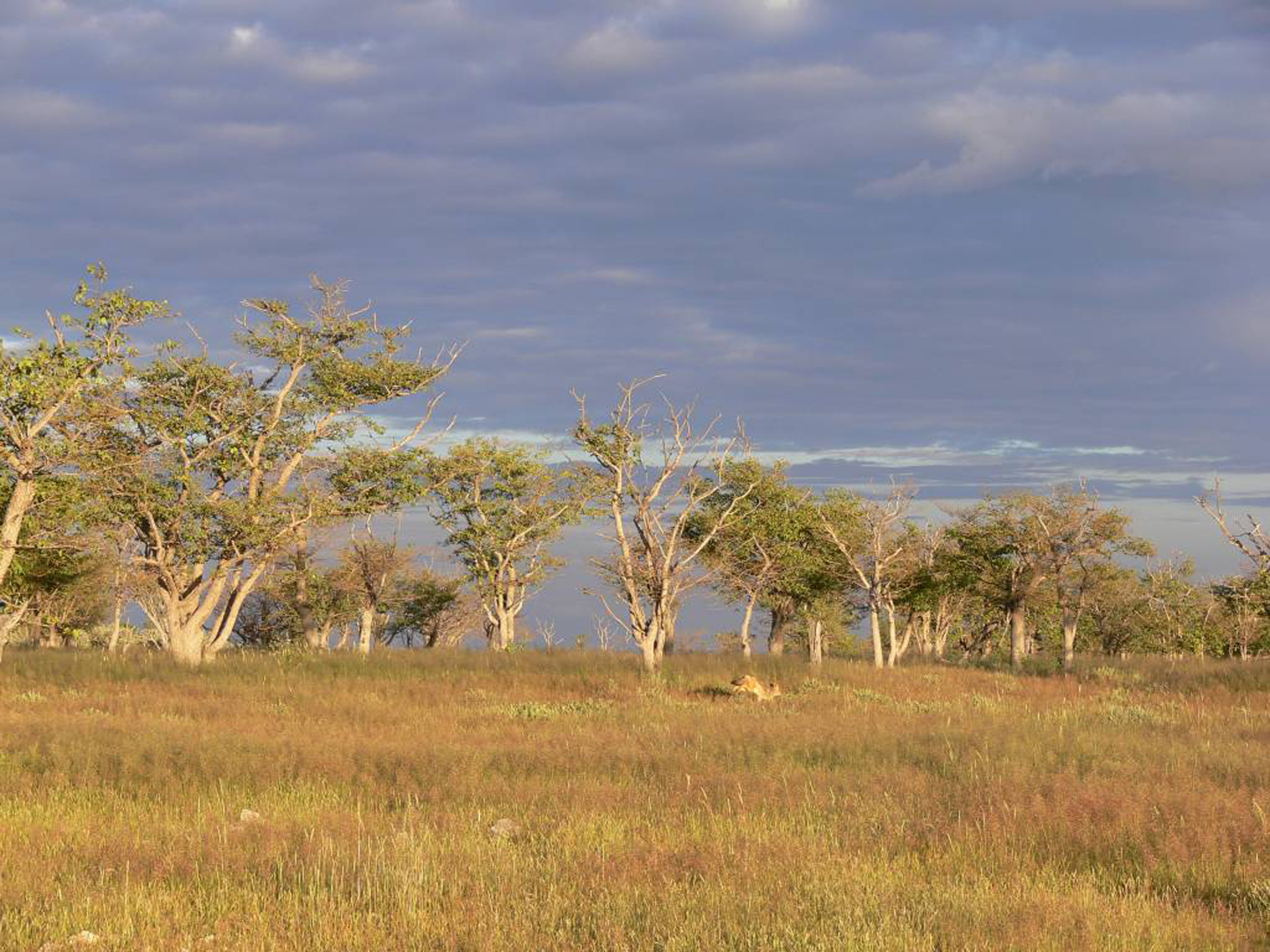 Особенности растительности саванны и редколесья. Моюнкумская Саванна. Редколесья Африки. Саванны и редколесья. Эфиопия ксерофитные редколесья.