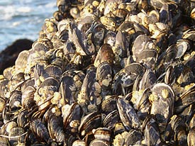 California mussel (Mytilus californianus)