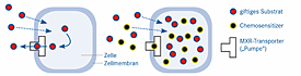 Grafik: Das Prinzip der Zellabwehr und die Blockade durch Chemosensitizer Grafik: Das Prinzip der Zellabwehr und die Blockade durch Chemosensitizer