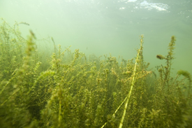 Schmalblättrige Wasserpest(Elodea nuttallii) Schmalblättrige Wasserpest(Elodea nuttallii)