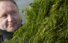 Schmalblättrige Wasserpest(Elodea nuttallii)