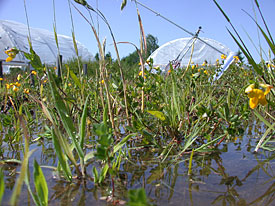 Extreme weather events have a greater effect on flora than previously presumed.