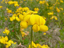Gewöhnlicher Hornklee Gewöhnlicher Hornklee