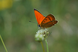 Butterfly Lycaena virgaureae
