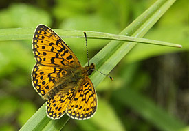 Butterfly Boloria selene