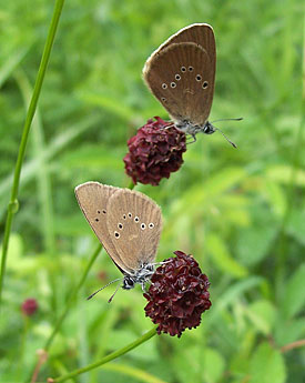 Butterfly Phengaris nausithous