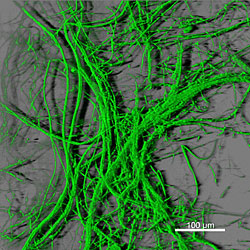 Photograph of the soil fungi Photograph of the soil fungi