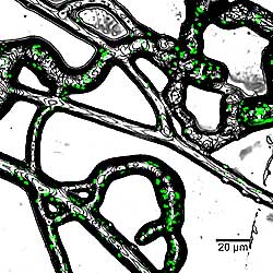 Bacteria on a mycelium