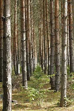 Wälder der Norddeutschen Tiefebene Wälder der Norddeutschen Tiefebene