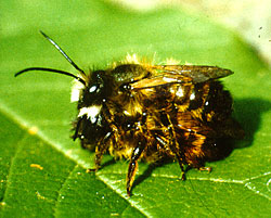 Wilbienen-Paar Wilbienen-Paar