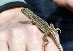 Der Ohrlose Graslanddrache Der Ohrlose Graslanddrache