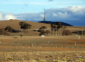 About 6000 specimen of the eastern gray kangaroo (<i>Macropus giganteus</i>) live in two military areas on the edge of Canberra.