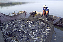 Fischerei an den Wermsdorfer Fischteichen bei Leipzig. Dort lebt ein starker Kormoranbestand, der für Konflikte zwischen Ökonomie und Naturschutz sorgt, da die Kormorane von vielen Fischern als Konkurrenz gesehen werden.