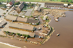 Elbe-Hochwasser 2002: Mit Sandsäcken umringte landwirtschaftliche Anlage bei Seegrehna. Perspektiven des Risikomanagements von Fluten ist eines der Themen der Ökologischen Ökonomie.