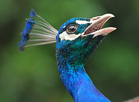 Kopf des Blauen Pfaus Kopf des Blauen Pfaus
