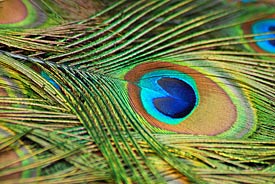 Pfauenfedern mit ihren typischen Augen sind ein Attraktivitätsmerkmal für Weibchen