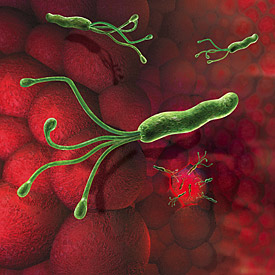 Magenkeim Helicobacter pylori