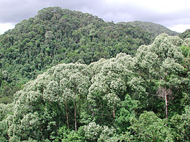 Shorea trapezifolia in bloom Shorea trapezifolia in bloom