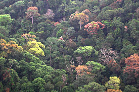 Blätterdach eines Flachland-Waldes im Sinharaja-Nationalpark auf Sri Lanka