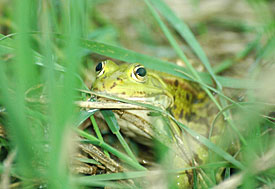 Seefrosch <i>Rana ridibunda</i> Seefrosch <i>Rana ridibunda</i>