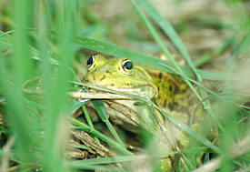 La grenouille rieuse (<i>Rana ridibunda</i>)