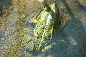 Graf’s hybrid frog (<i>Rana grafi</i>)