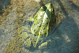 Grafschen Hybridfrosch (<i>Rana grafi</i>) Grafschen Hybridfrosch (<i>Rana grafi</i>)