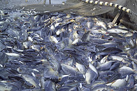 Fischfang Fischfang