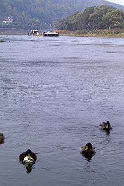 Langzeitwirkungen von Schadstoffen in der Elbe