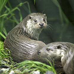 Eurasischer Fischotter Eurasischer Fischotter